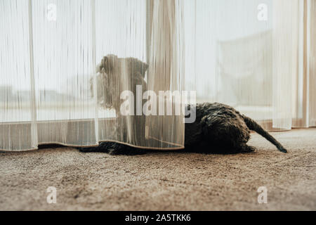 Cane nero guardando fuori dalla finestra attraverso le tende e osservando i dintorni Foto Stock