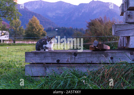 Gatto seduto su pezzi di legno in sole di sera con le montagne sullo sfondo Foto Stock