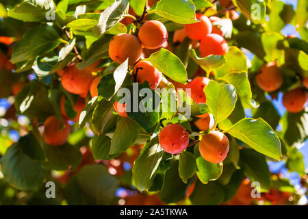 Un mazzetto di colorati frutti persimmon (Caqui fruta in nome italiano)sulla frutta persimmon Tree, nel giardino di Villa Borghese Roma Italia. Foto Stock