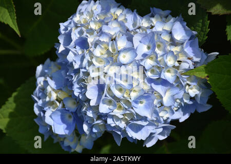 Blue hydrangea bush in piena fioritura durante l'estate. Foto Stock