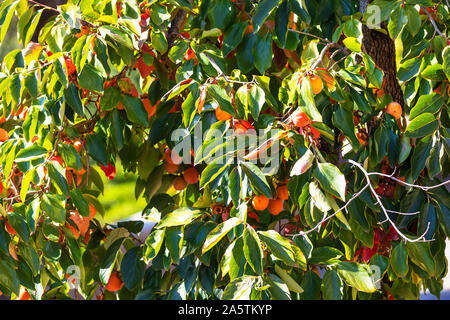 Mazzetto di colorati frutti persimmon (Caqui fruta in nome italiano)sulla frutta persimmon Tree, nel giardino di Villa Borghese Roma Italia. Foto Stock