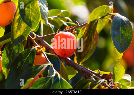 Persimmon colorati frutti (Cachi frutta in nome italiano)sull'albero persimmon, nel giardino di Villa Borghese Roma Italia. Foto Stock