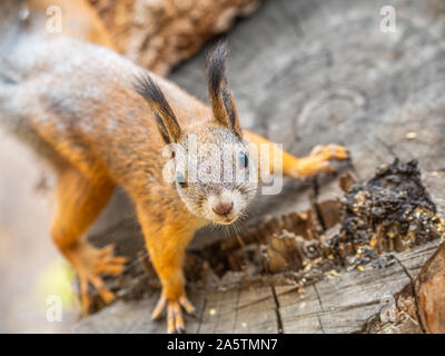 Ritratto di uno Scoiattolo soto un tronco di albero. Un curioso scoiattolo rosso picchi fuori da dietro un tronco di un albero segato. Foto Stock