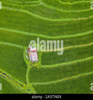 Piccola capanna nel mezzo di risaie vista aerea Foto Stock