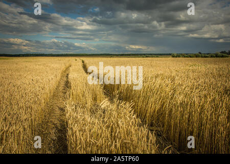 Percorso tecnologico nel frumento, i trend con orizzonte di riferimento e le nuvole scure del cielo Foto Stock