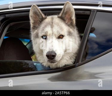Un Siberian Husky con un occhio azzurro e un occhio marrone (Heterochromia) che aderiscono alla sua testa fuori dal finestrino posteriore di una macchina parcheggiata. Foto Stock
