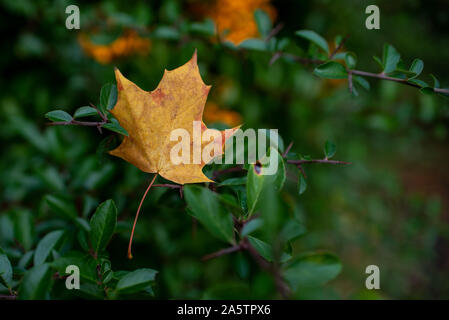 Morendo Orange foglia sulla siepe verde in autunno. Foto Stock