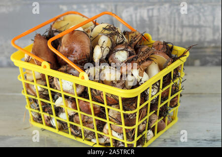 Suillus funghi in un cesto in plastica. Una bracciata di sporco, con la buccia e burro funghi sulla tavola con un coltello. Foto Stock