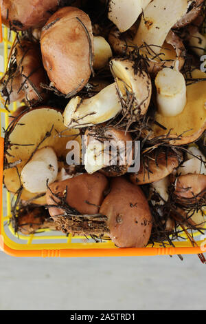 Suillus funghi in un cesto in plastica. Una bracciata di sporco, con la buccia e burro funghi sulla tavola con un coltello. Foto Stock