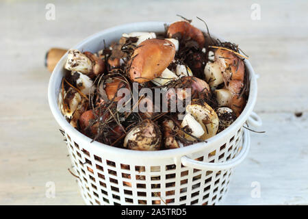 Suillus funghi in un cesto in plastica. Una bracciata di sporco, con la buccia e burro funghi sulla tavola con un coltello. Foto Stock