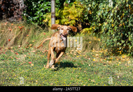 Foto di un cane Vizsla ungherese che corre verso la macchina fotografica. Vecchio cane con pelliccia grizzled, ma ancora veloce e giocoso. Foto Stock