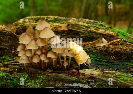 Cofano in cluster funghi Mycena inclinata che cresce su un registro di marcio. Foto Stock