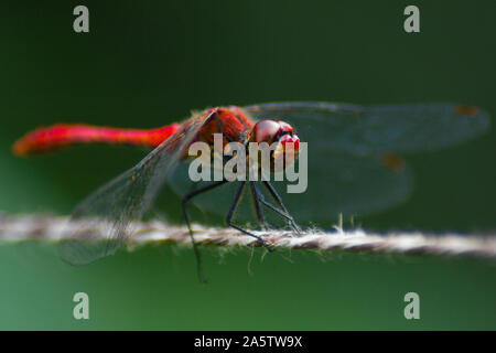 Foto macro di una libellula (Sympetrum flaveolum) in appoggio su una fune. Arancione e colori di giallo. Verde sfondo sfocato. Close up foto. Foto Stock