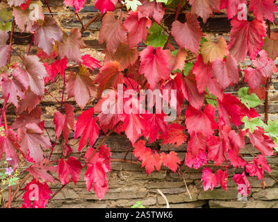 Bronzo rosso fogliame di autunno di ornamentali, vitigno, Vitis vinifera 'Spetchley rosso" Foto Stock