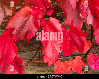 Bronzo rosso fogliame di autunno di ornamentali, vitigno, Vitis vinifera 'Spetchley rosso" Foto Stock