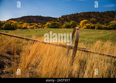Colori autunnali in un ambiente rurale. Il golden alberi, pascoli verdi e il tempo del raccolto di creare una sensazione di serenità. Foto Stock
