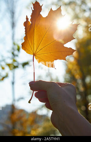 Mano femmina trattiene un arancio autumn leaf di fronte alla foresta di autunno e sun, il fuoco selettivo Foto Stock