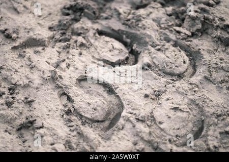 Footprint di un cavallo a piedi lungo la spiaggia di sabbia di un piccolo lago. Un cavallo corre sull'acqua. La forza e la bellezza. Foto Stock