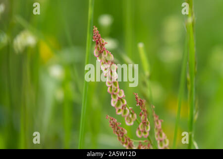Dock selvatici frutti in primavera Foto Stock