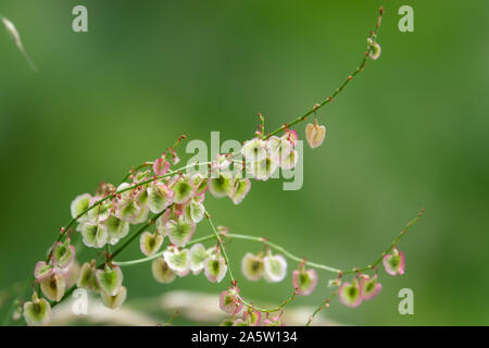 Dock selvatici frutti in primavera Foto Stock