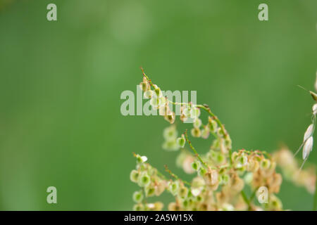 Dock selvatici frutti in primavera Foto Stock
