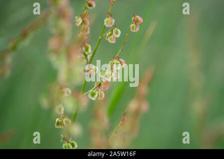 Dock selvatici frutti in primavera Foto Stock