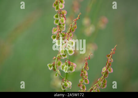 Dock selvatici frutti in primavera Foto Stock