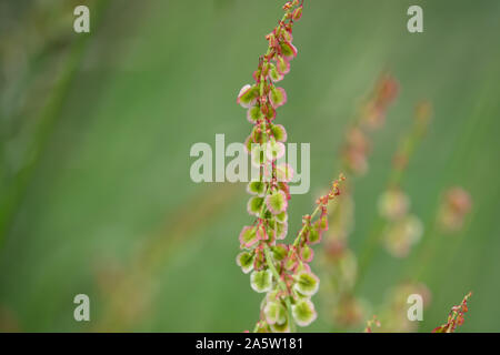 Dock selvatici frutti in primavera Foto Stock