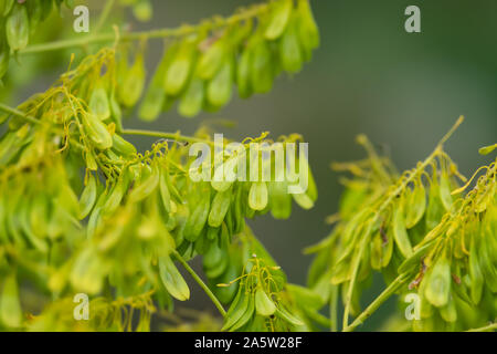 Dyer il guado frutti in primavera Foto Stock