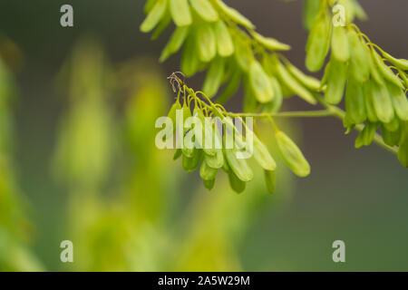 Dyer il guado frutti in primavera Foto Stock