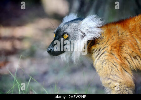 Rosso lemure Ruffed testa di animale da vicino Foto Stock