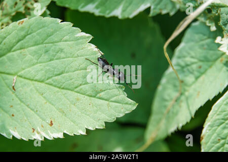 Nero orientale Carpenter Ant su foglie in estate Foto Stock