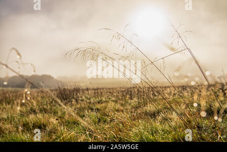 Erbe laden con rugiada di mattina su Ditchling Common REGNO UNITO Foto Stock