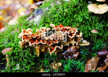 Messa a fuoco selezionata su oak - laminato fungo (Stereum gausapatum) Foto Stock