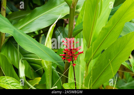 Firespike fiori che sbocciano in estate Foto Stock