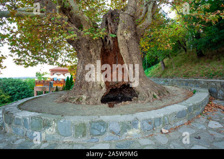 Il più antico albero piano situato nella regione di Kakheti, Georgia. Telavi il platano. Foto Stock