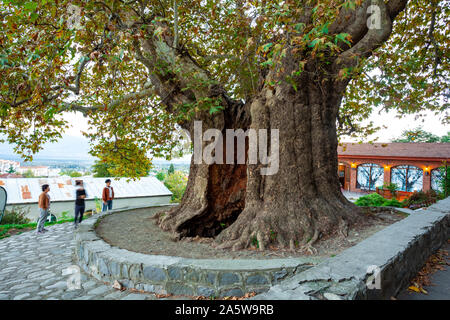 Il più antico albero piano situato nella regione di Kakheti, Georgia. Telavi il platano. Foto Stock