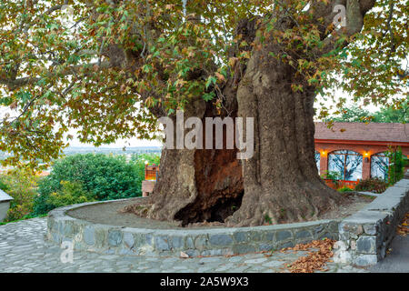 Il più antico albero piano situato nella regione di Kakheti, Georgia. Telavi il platano. Foto Stock