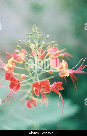 Fioritura pianta hibiscus. Realizzata su pellicola da 35 mm. Foto Stock