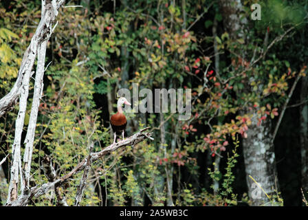 Campeche, Messico - 17 Novembre 2014: Rospo sibilo anatra sul ramo di un albero Foto Stock