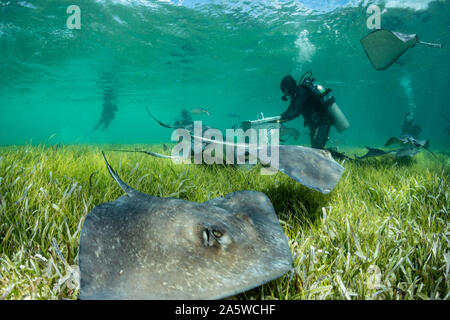 Subacquei guarda southern trigoni (Hypanus americanus) nuotano intorno a basse praterie di fanerogame durante una immersione di alimentazione. Foto Stock