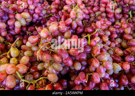 Primo piano dei raggruppamenti di colore rosso del bambino naturale uve seadless Foto Stock