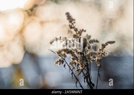 Primo piano su erba secca in primavera Foto Stock