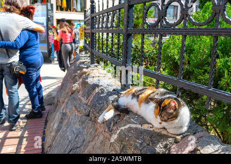 Una gatta calico dorme su una roccia a parete con gating come turista a godere di una giornata di sole nel quartiere di Galata di Istanbul, Turchia Foto Stock