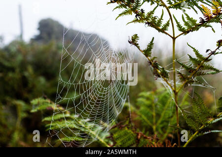 Autunno ragnatele sul bracken. Ilkley Moor Foto Stock