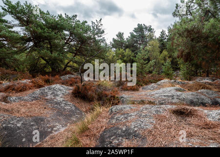 Fontainebleau brughiera in estate Foto Stock