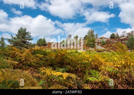 Fontainebleau brughiera in estate Foto Stock