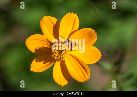 Solco Bee sul tenore di zolfo Cosmo fiore in autunno Foto Stock