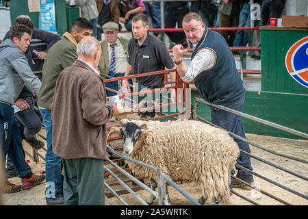Gli agricoltori ispezionare una rm per asta, Hawes, nello Yorkshire, Regno Unito Foto Stock