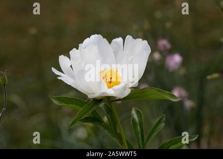 'Ali bianche' giardino comune peonia, Luktpion (Paeonia lactiflora) Foto Stock